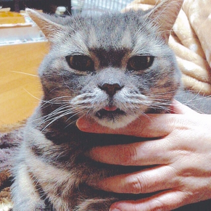 Cat pictures｜舌・・・（´・ω・｀）