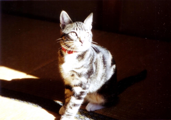 Cat pictures｜光と影の芸術猫　ピッコロ
