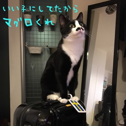 Cat pictures｜お留守番出来ました！