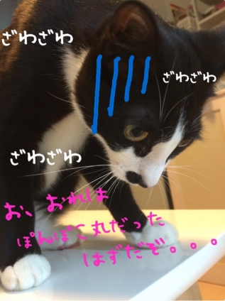 Cat pictures｜ポップコーン丸と呼ばれて・・・