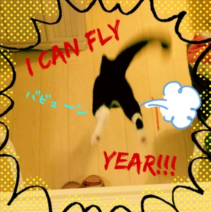 Cat pictures｜I CAN FLY