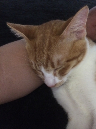 Cat pictures｜パッパの腕枕