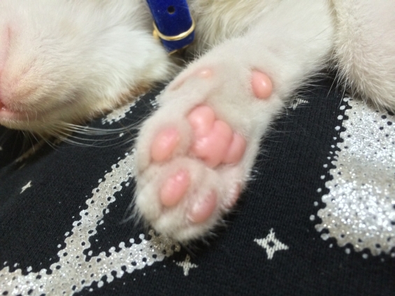 Cat pictures｜ピンクの肉球