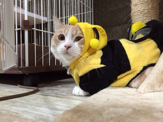 Cat pictures｜ミツバチうーたん