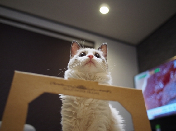 Cat pictures｜最近のお気に入り(=ﾟ･ﾟ=)ﾉﾆｬﾝ♪
