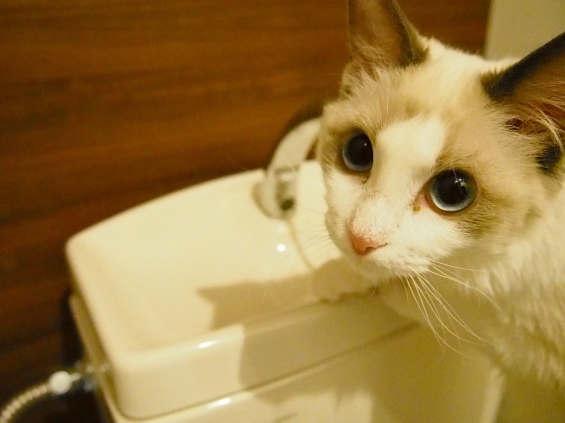 Cat pictures｜『ここから何で水でるの？』