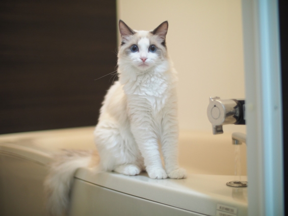 Cat pictures｜お風呂当番のラブ