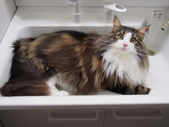 Cat pictures｜洗面器いっぱいの猫