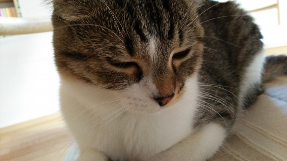 Cat pictures｜眠たいゴンちゃん