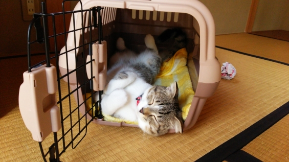Cat pictures｜ゴンちゃんの寝相