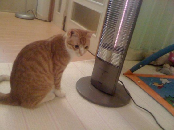 Cat pictures｜東京の最高気温は８度です。風太