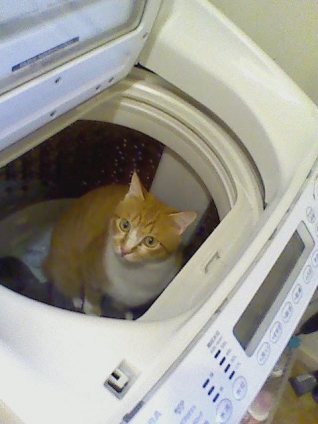 Cat pictures｜風太を洗濯しそうになった。