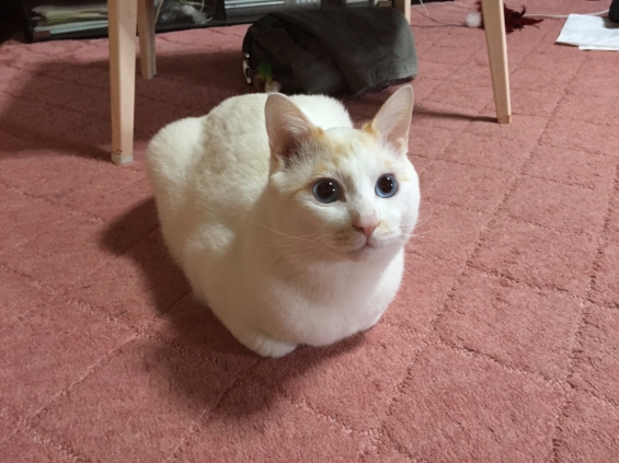 Cat pictures｜綺麗な香箱座り