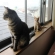Cat pictures｜窓辺にて