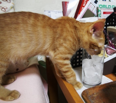 Cat pictures｜グラスの氷を舐める