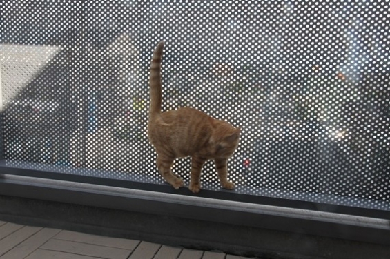 Cat pictures｜猫生初　ベランダ