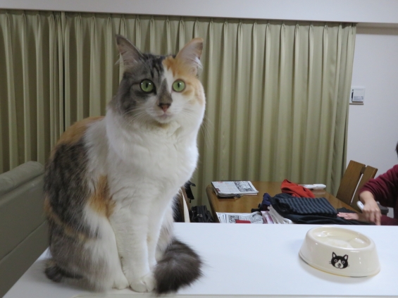 Cat pictures｜幸－064