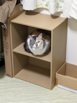Cat pictures｜幸－124