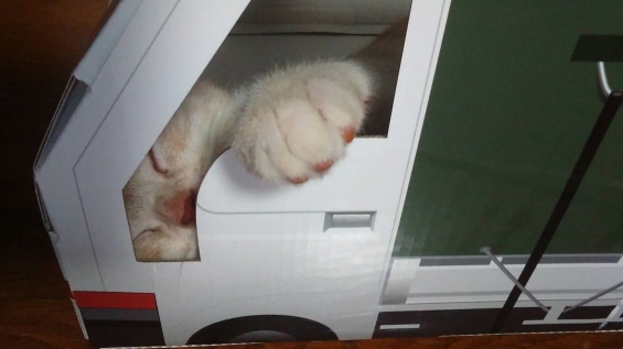 Cat pictures｜トラック乗ってマース