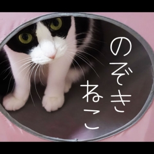 Cat pictures｜リコ