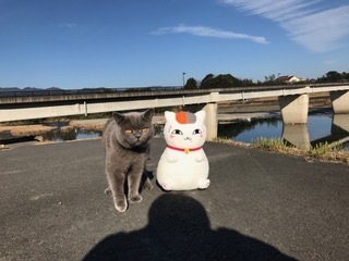 Cat pictures｜散歩