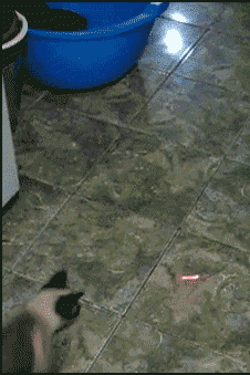 Cat pictures｜Funny Laser Pointer