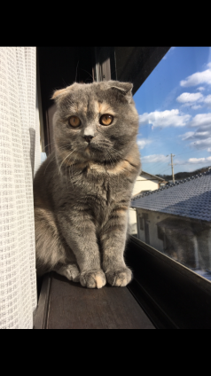 Cat pictures｜あおと青空