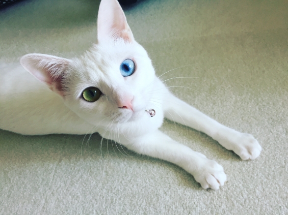 Cat pictures｜白猫オッドアイのシーツさん
