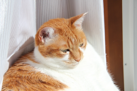 Cat pictures｜春の日差しニャ～２♡メルでーす！